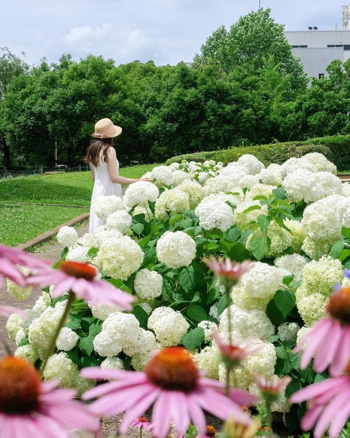 Chụp ảnh phong cảnh bốn mùa là hoạt động không thể bỏ qua ở công viên Arakogawa