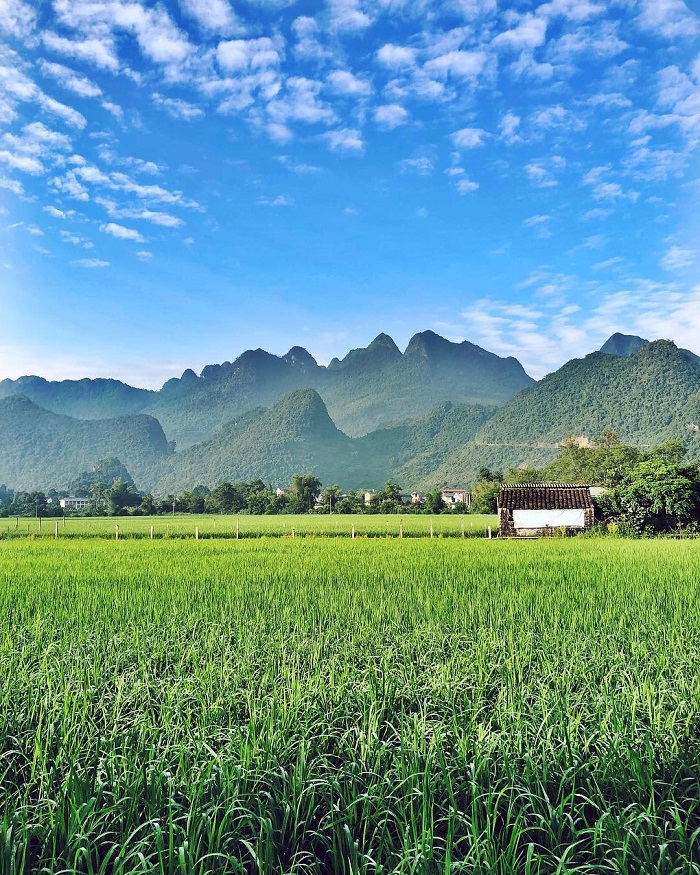 Thông Nông Cao Bằng ở đâu?