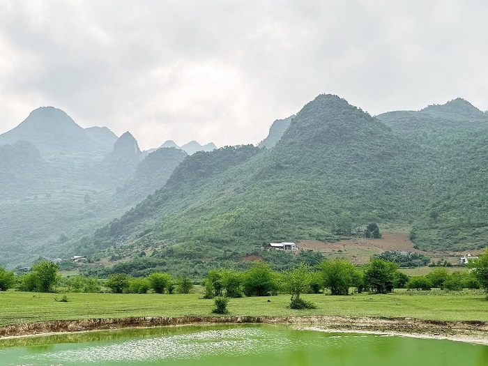 Thông Nông Cao Bằng có Bãi Tình xanh mướt
