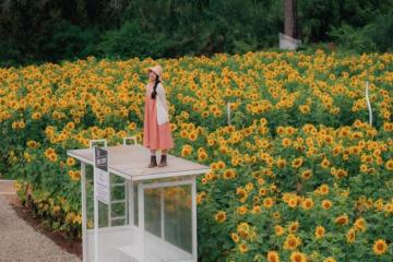 Du lịch mùa hoa tháng 5 ở Đà Lạt lưu giữ những khoảnh khắc ngọt ngào 