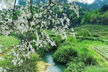 Hà Quảng Cao Bằng - Bước vào một bức tranh đẹp ‘tuyệt đối điện ảnh’ 