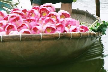 Đẹp tinh khôi sáng hồ Tây - Hà Nội mùa sen tháng 6