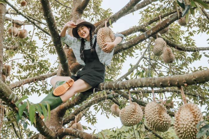 ăn gì ở Khánh Sơn Khánh Hòa trái cây