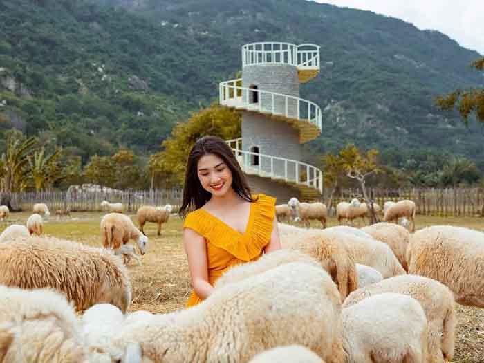 cẩm nang du lịch Cam Ranh - Check-in tại đồng cừu