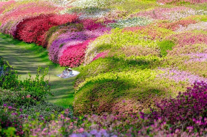 Chiêm ngưỡng vẻ đẹp muôn màu của các khu vườn là hoạt động tại công viên Quốc gia Dandenong Úc