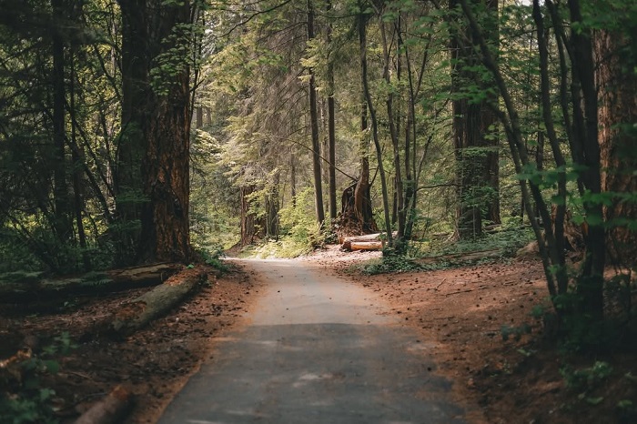 Khám phá đường mòn đi bộ là việc cần làm ở công viên Stanley Vancouver