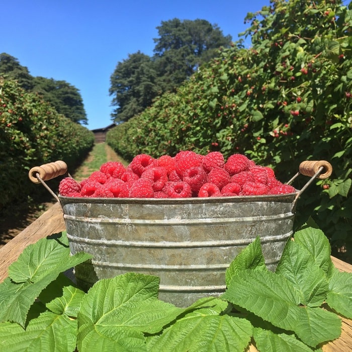 Tận hưởng hoạt động hái trái cây theo mùa là hoạt động tại công viên Quốc gia Dandenong Úc