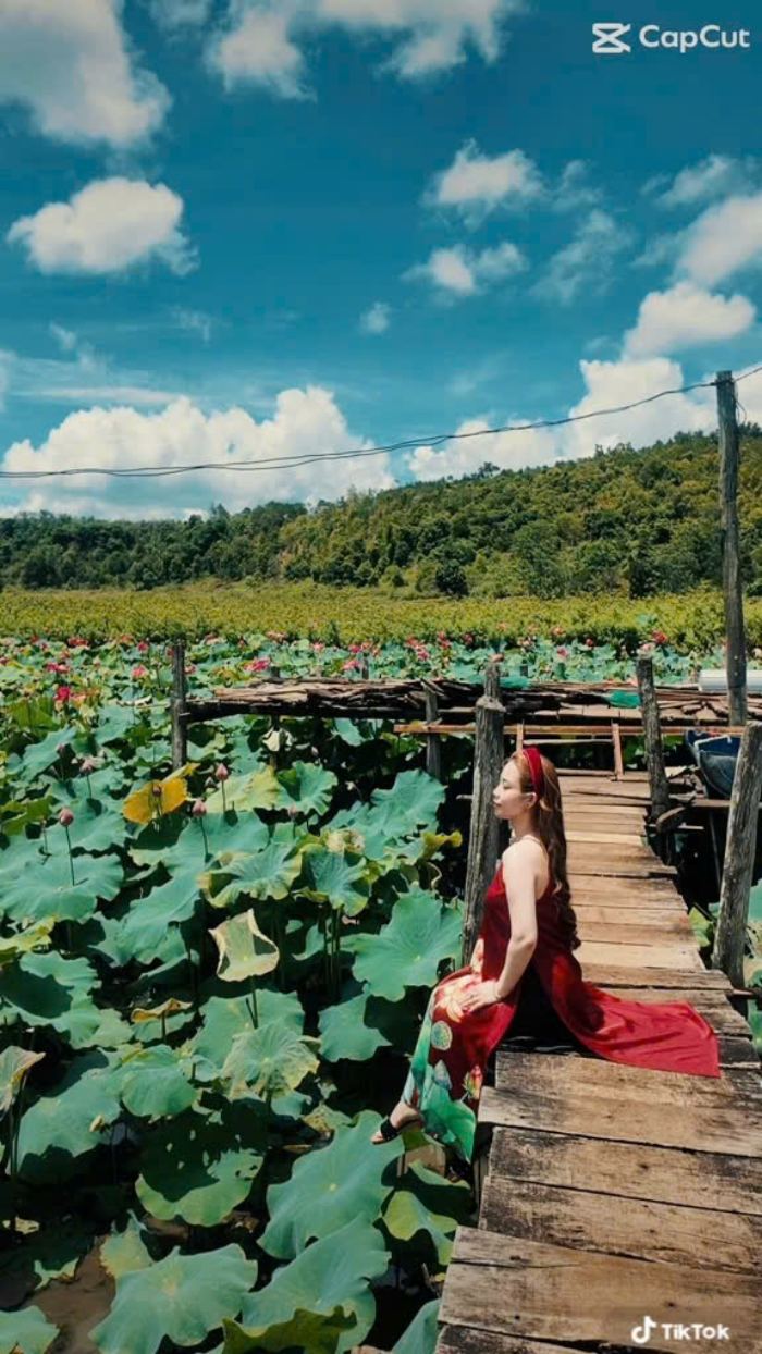 hoa nở mùa sen hồ Ia Bang Gia Lai 