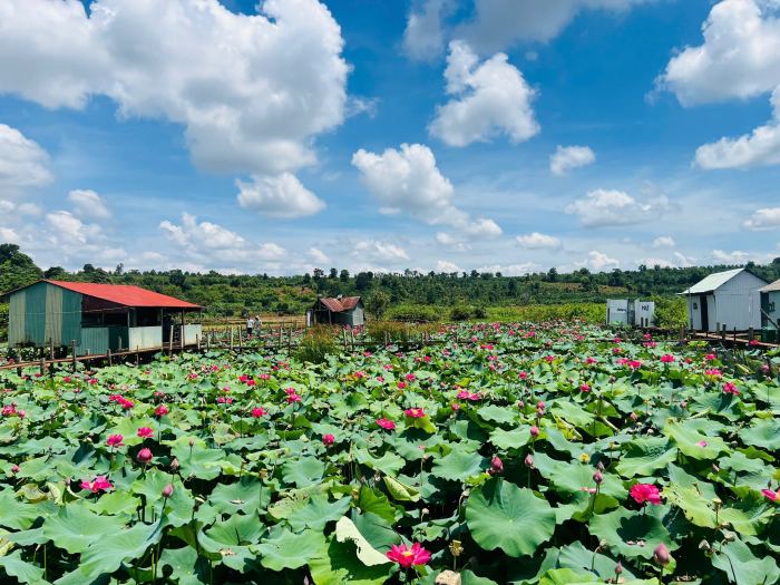 mùa sen hồ Ia Bang Gia Lai 