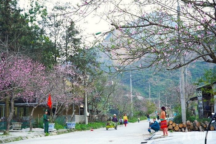 Khám phá Sơn Vĩ Hà Giang vào mùa xuân ngắm hoa khoe sắc