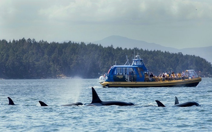Tham gia chuyến phiêu lưu ngắm cá voi thú vị là việc cần làm ở làng chài cổ Steveston