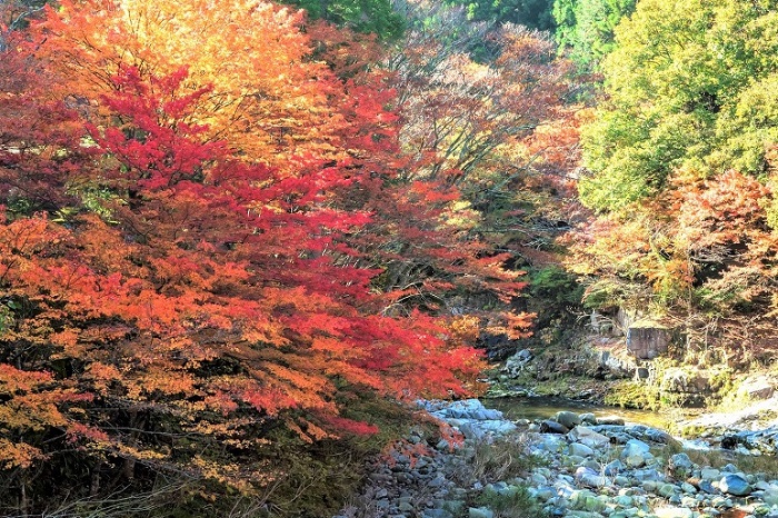 ngắm lá đỏ ở Wakayama -Ichimai-iwa