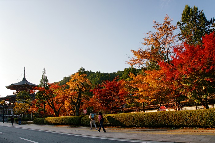 ngắm lá đỏ ở Wakayama - Đường chân trời Koya Ryujin