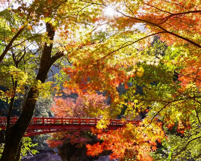 ngắm lá đỏ ở Wakayama -Hẻm núi Kizetsu-kyo