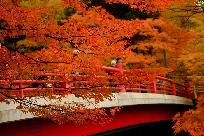 ngắm lá đỏ ở Wakayama - thời điểm