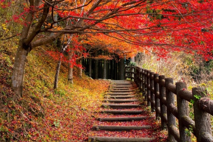ngắm lá đỏ ở Wakayama -Kumano Kodo