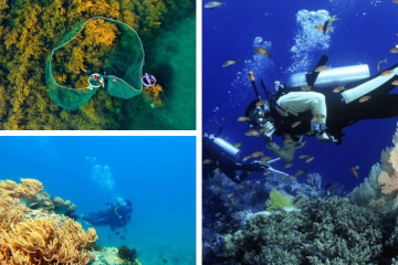 Set kèo check in ngay những điểm ngắm san hô miền Trung cực hot