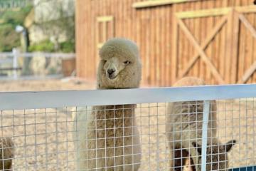 LALA Farm Sapa – nông trại dễ thương ngay thị trấn, bạn check in chưa? 