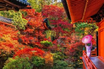 Ngắm lá đỏ ở Wakayama Nhật Bản: Thời gian và địa điểm đẹp nhất