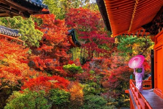 Ngắm lá đỏ ở Wakayama Nhật Bản: Thời gian và địa điểm đẹp nhất