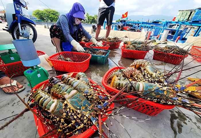 cẩm nang du lịch Cam Ranh - Tôm hùm Cam Ranh 