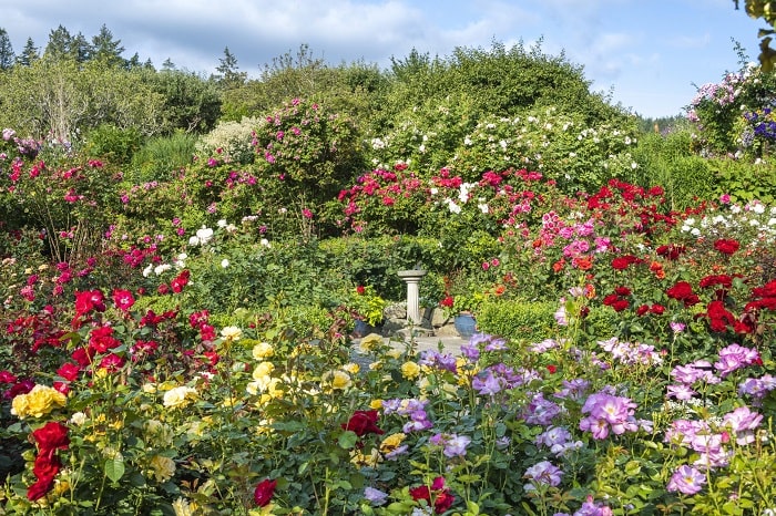 Khám phá Vườn hồng ở vườn hoa Butchart Canada