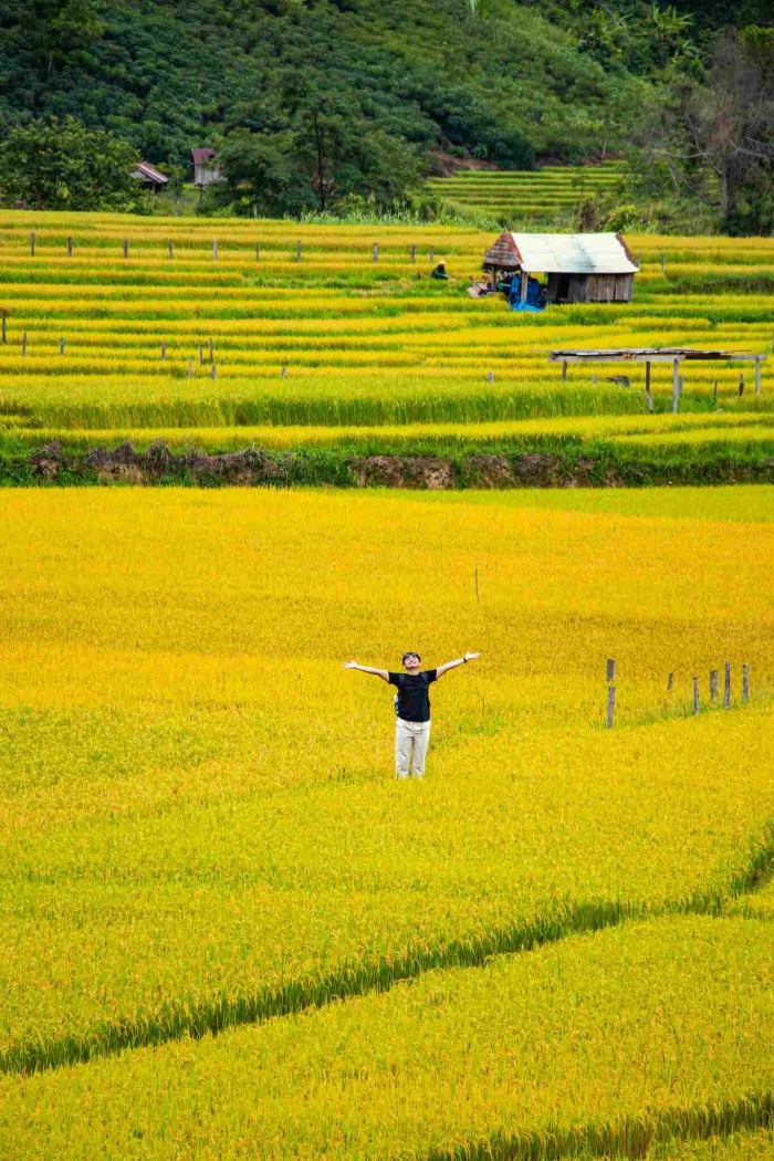 địa điểm chụp ảnh mùa lúa vàng Măng Đen