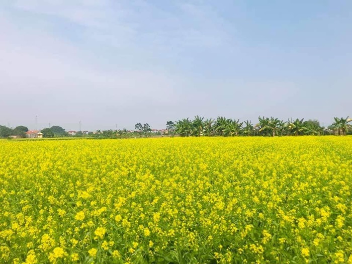 địa điểm chụp ảnh đẹp ở Bắc Ninh - Cánh đồng hoa cải vàng Thuận Thành
