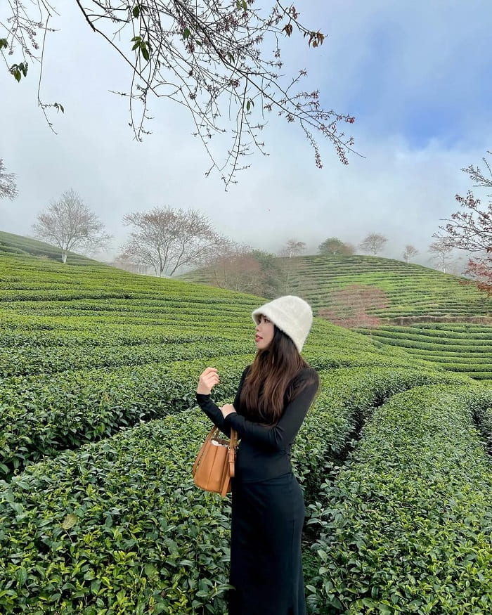 Khám phá đồi chè Ô Long Sa Pa