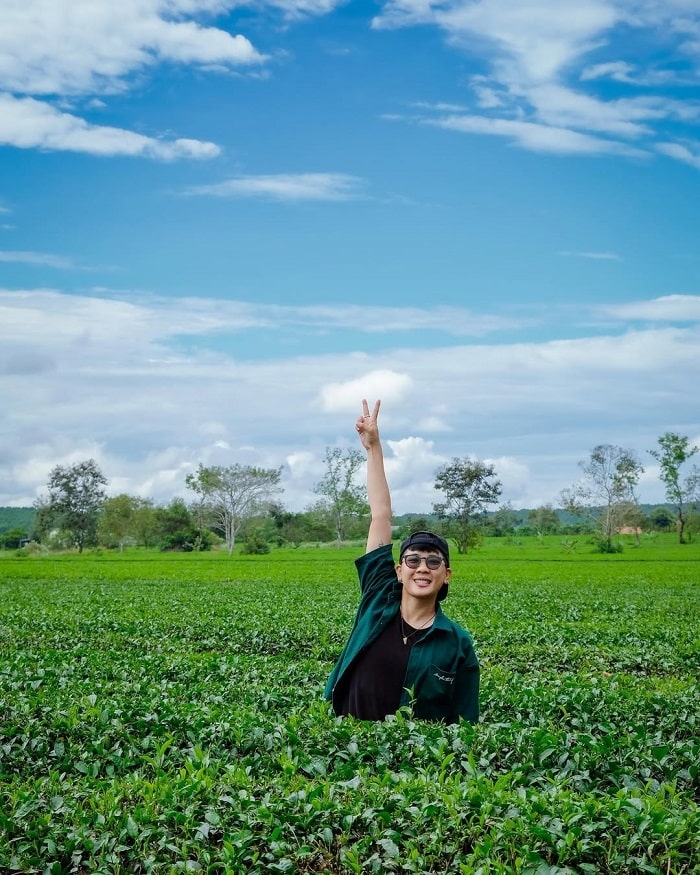 Vẻ đẹp đồi chè Pleiku Gia Lai