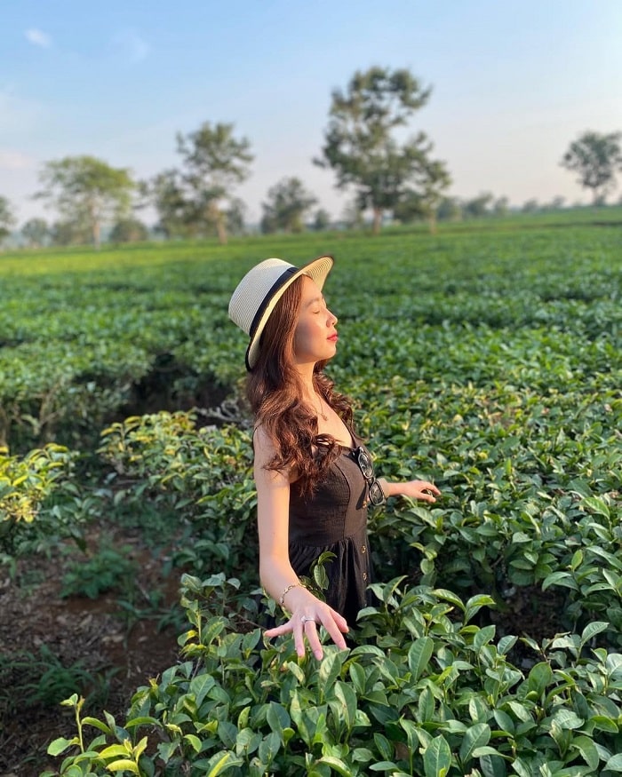 Check in đồi chè Pleiku Gia Lai