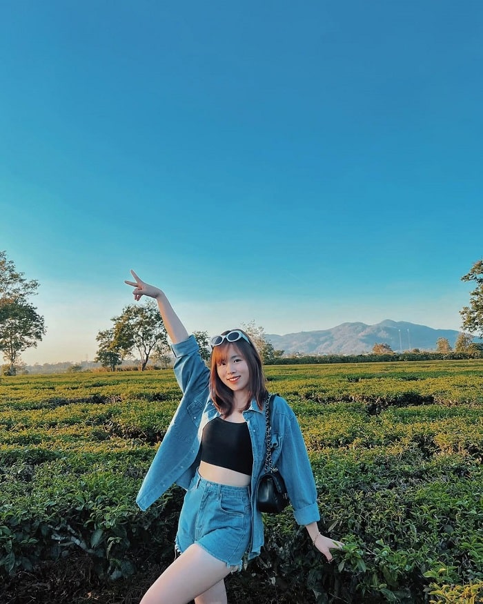 Khám phá đồi chè Pleiku Gia Lai