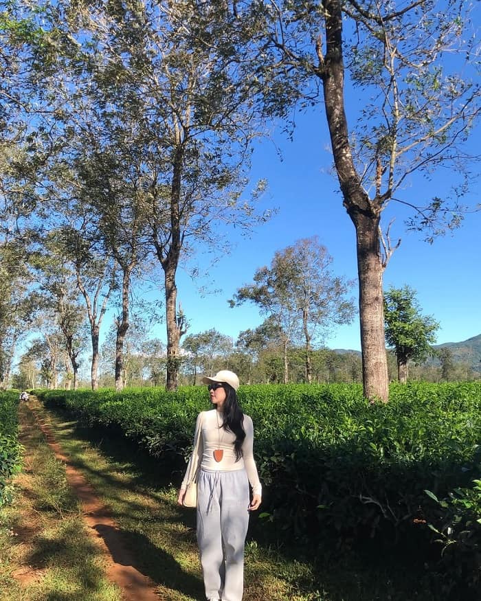 Check in đồi chè Pleiku Gia Lai