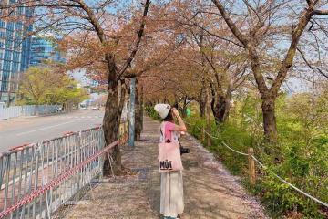 Công viên Yeouido Hàn Quốc: Góc lãng mạn để picnic, đạp xe và ngắm hoàng hôn!