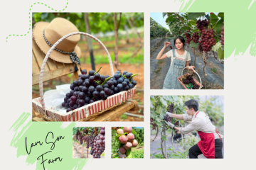 Vườn nho Lam Sơn Mộc Châu – nông trại siêu xinh ẩn mình giữa thung lũng 