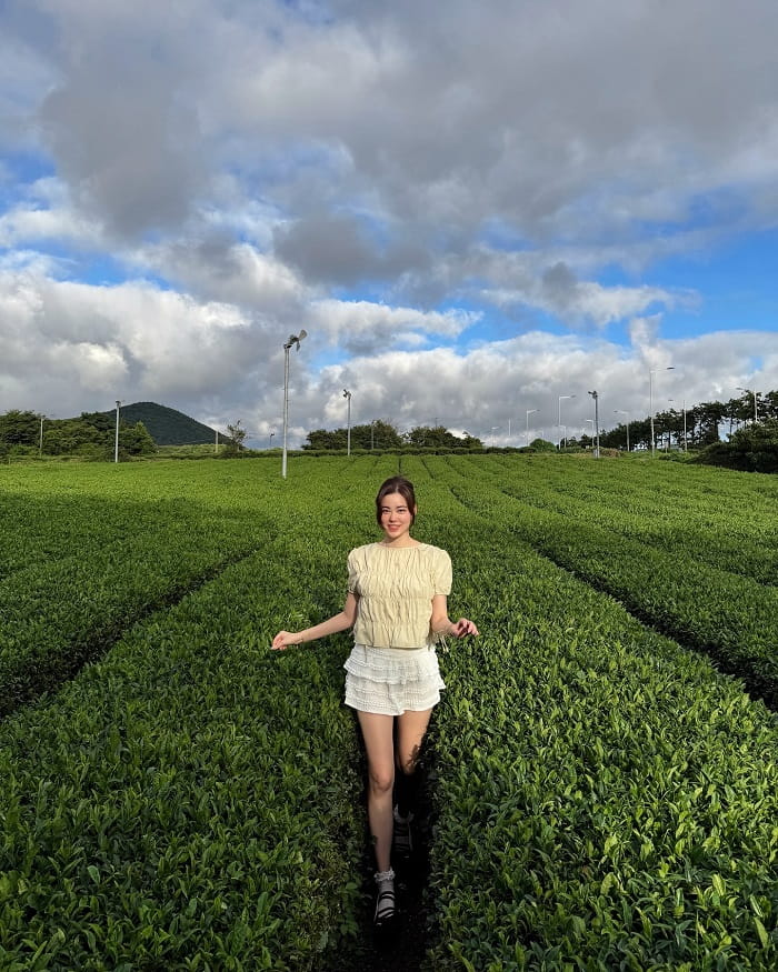 Cánh đồng trà xanh O’Sulloc là điểm tham quan gần công viên bách thảo Hallim 