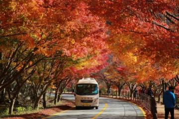 Top lễ hội mùa thu Hàn Quốc ấn tượng nhất dành cho du khách quốc tế