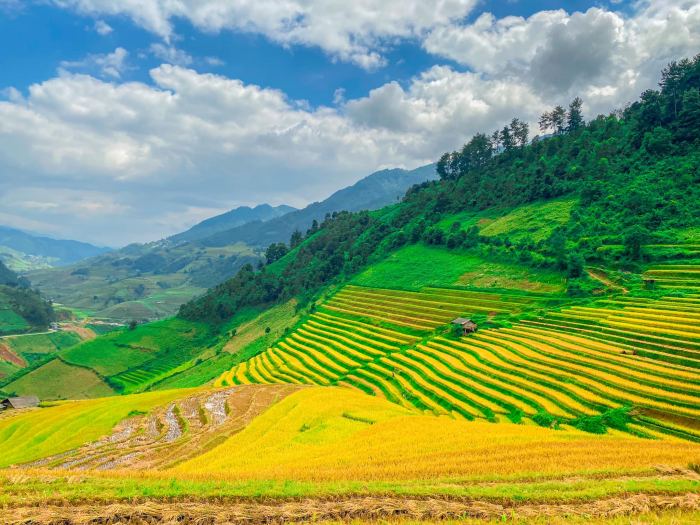 vẻ đẹp mùa vàng Háng Đăng Dê Mù Cang Chải 