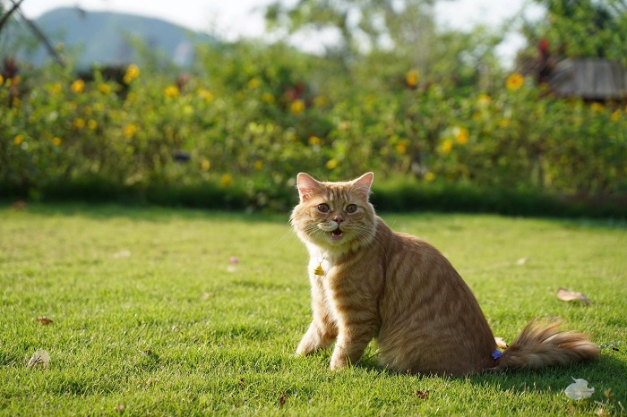 An Lành Farm Yên Bái thực sự là điểm đến chữa lành cho mọi trái tim