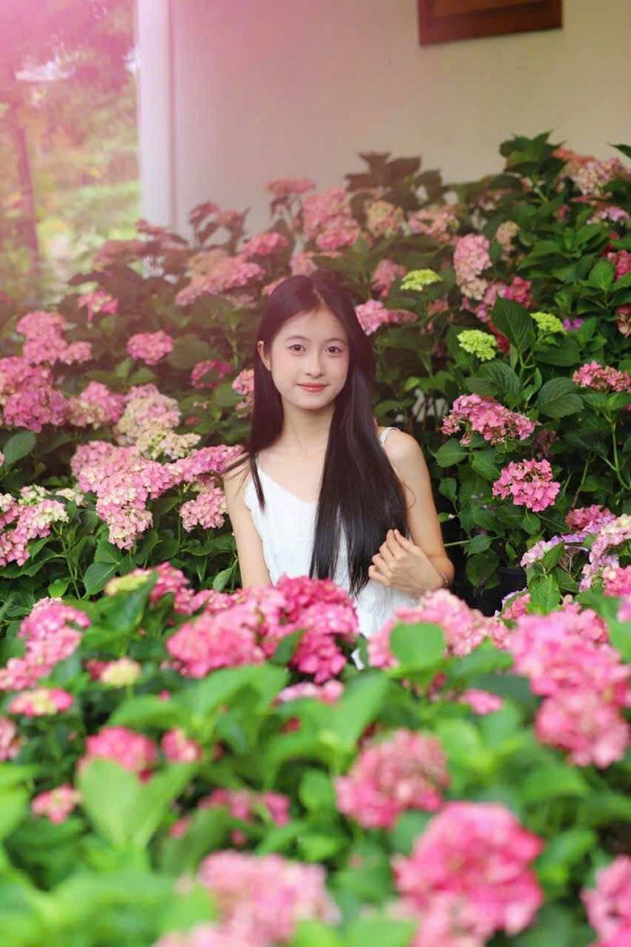 An Lành Farm Yên Bái tràn ngập hương sắc cẩm tú cầu