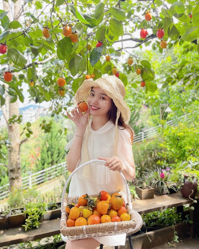 Đà Lat là điểm đến mùa thu đẹp nhất Việt Nam với mùa hồng chín 