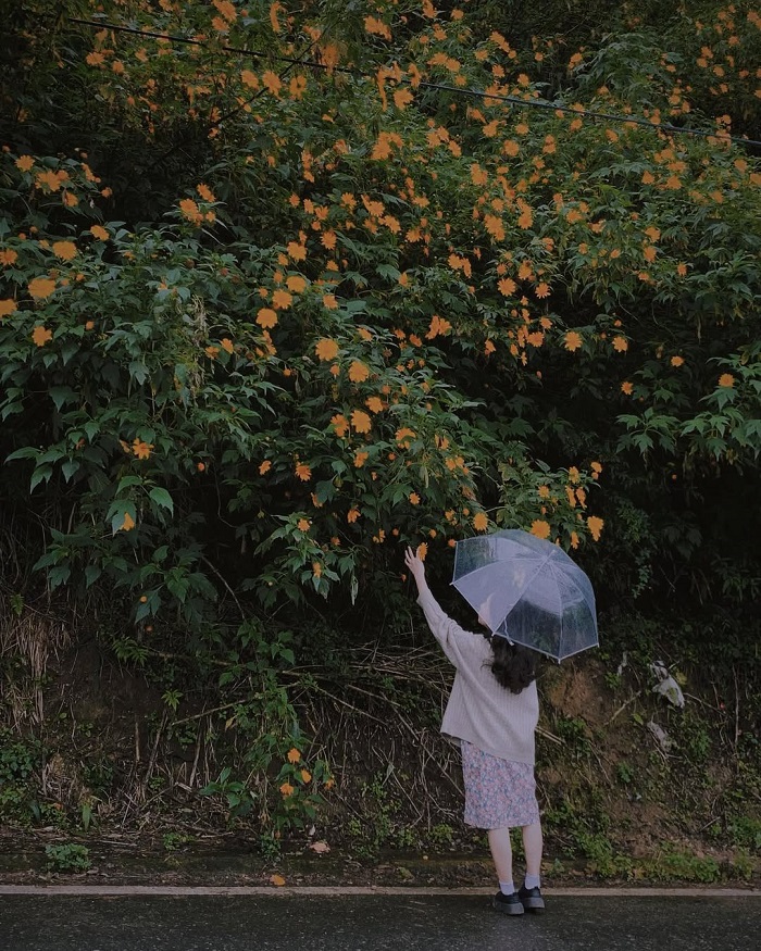 Đà Lat là điểm đến mùa thu đẹp nhất Việt Nam với mùa hoa dã quỳ