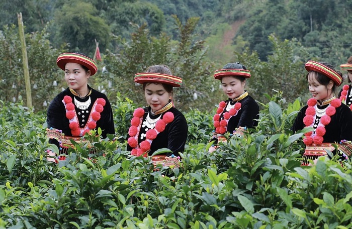 Đồi chè Phiêng An Bắc Kạn góp phần cải thiện cuộc sống bà con bản địa