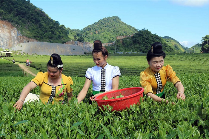 Đồi chè Phiêng An Bắc Kạn mang đến cho du khách nhiều trải nghiệm