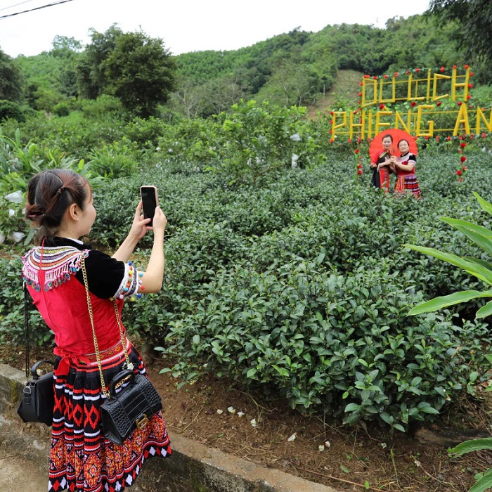 Lưu ý khi khám phá đồi chè Phiêng An Bắc Kạn