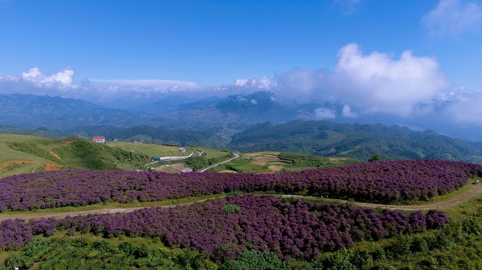 Đồi hoa tím Suối Bon Sơn La tràn ngập sắc tím