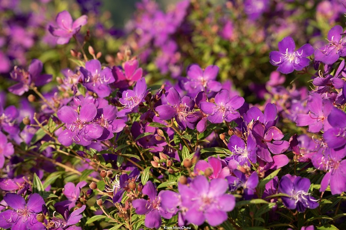 Đồi hoa tím Suối Bon Sơn La mang vẻ đẹp ngọt ngào