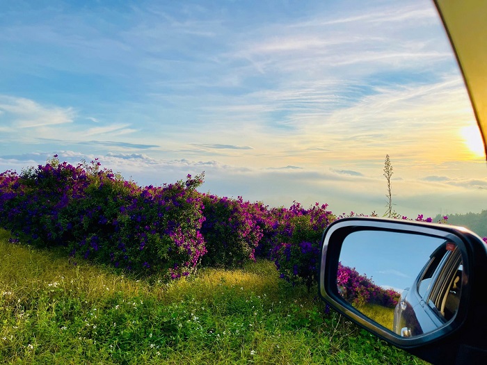 Đồi hoa tím Suối Bon Sơn La mang lại nhiều trải nghiệm cho du khách