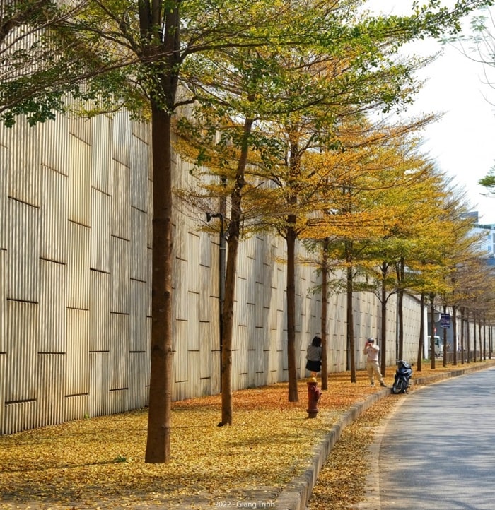 du lịch Hà Nội mùa thu - con đường lá vàng