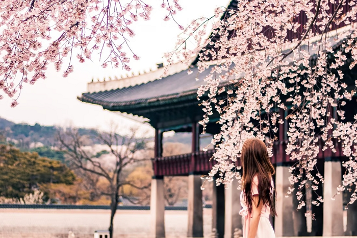 Du lịch Hàn Quốc mùa xuân vào tháng mấy